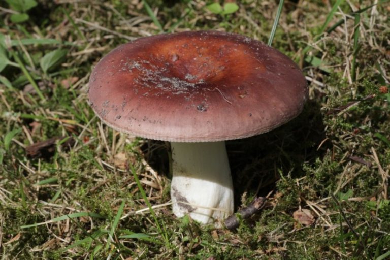 Сыроежка гриб фото съедобный и ядовитый