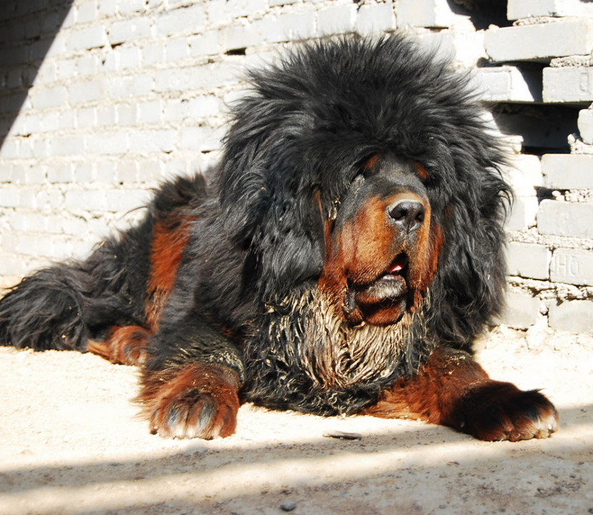 Тибетский мастиф собака фото