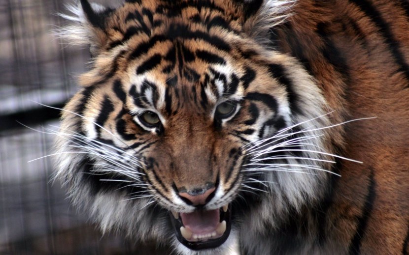 Тигр - описание хищника, виды тигров, основные + 103 фото