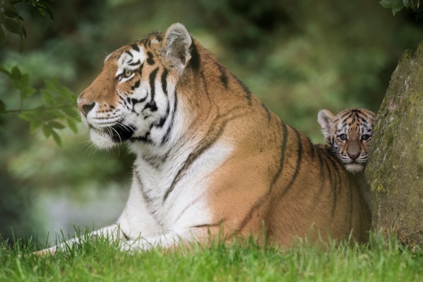 Тигр - описание хищника, виды тигров, основные + 103 фото