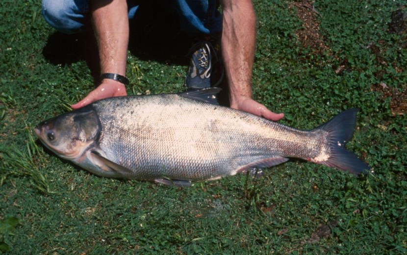 Толстолоб - характеристики рыбы, места обитания, ловля и особенности прикормки + 80 фото