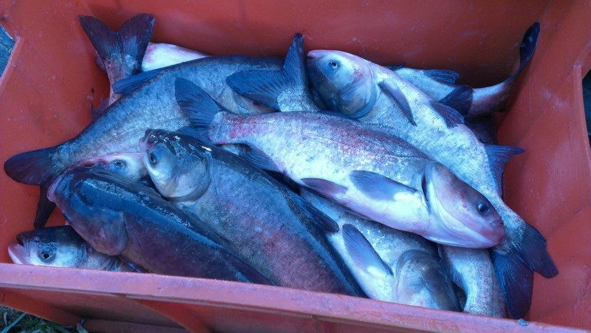 Толстолоб - характеристики рыбы, места обитания, ловля и особенности прикормки + 80 фото