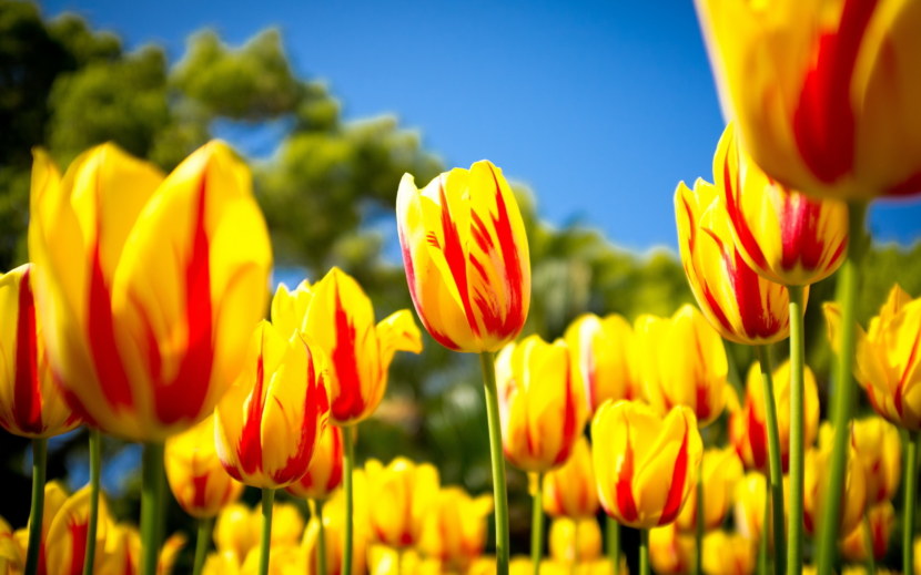 Тюльпаны - высадка и специфика выращивания, уход и сорта цветков + фото