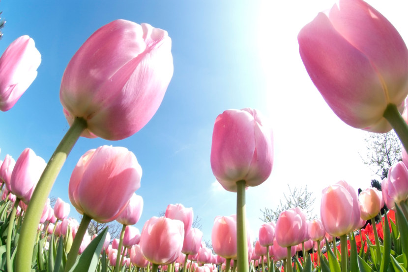 Тюльпаны - высадка и специфика выращивания, уход и сорта цветков + фото