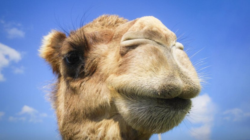 Верблюд - общая информация о верблюдах, виды, рацион + 104 фото