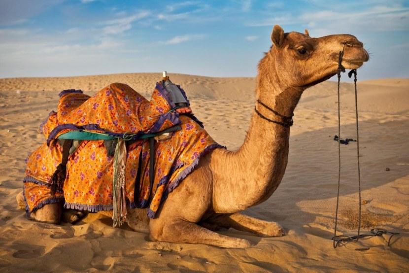 Верблюд - общая информация о верблюдах, виды, рацион + 104 фото