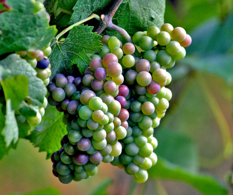 Девичий виноград виды и сорта с фото