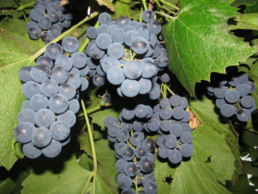Виноград - история, описание, особенности ухода, сорта и болезни + 80 фото