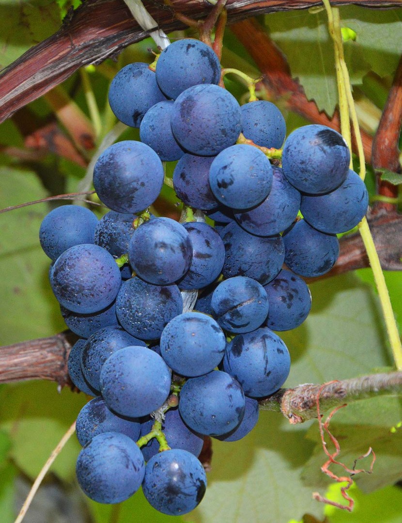 Виноград - история, описание, особенности ухода, сорта и болезни + 80 фото