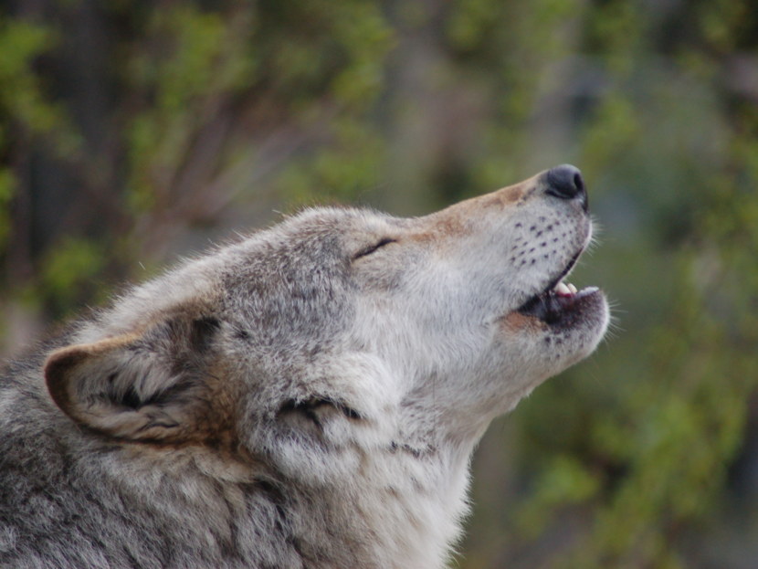 Волк - общая характеристика, теории эволюции, особенности хищника, рацион + 79 фото