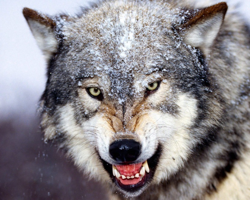 Волк - общая характеристика, теории эволюции, особенности хищника, рацион + 79 фото