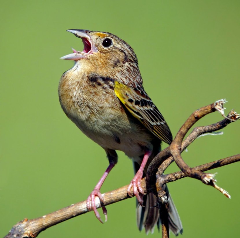 Воробей - особенности птицы, образ жизни, питание, размножение (103 фото + видео)