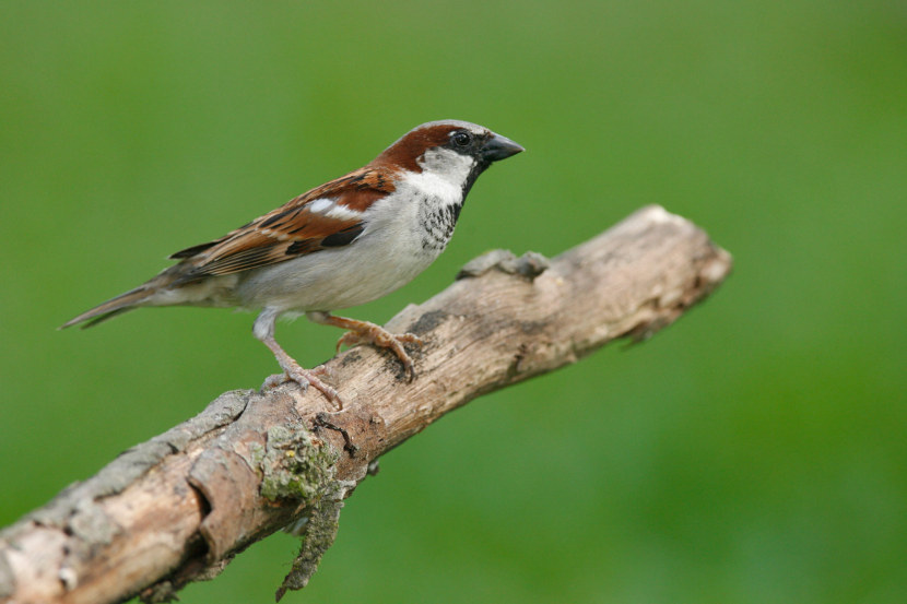 Воробей - особенности птицы, образ жизни, питание, размножение (103 фото + видео)