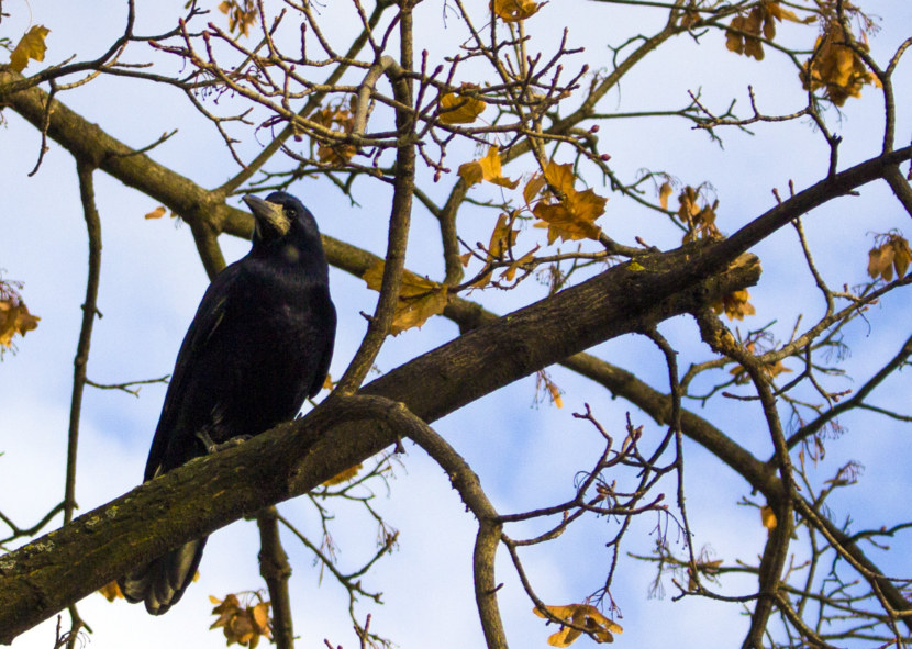 Ворона - ареал обитания, виды, питание, размножение, содержание дома + (99 фото + видео)