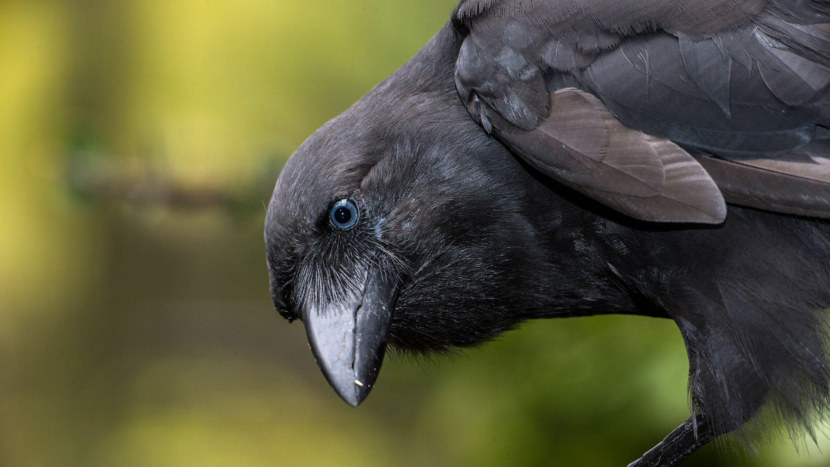 Ворона - ареал обитания, виды, питание, размножение, содержание дома + (99 фото + видео)