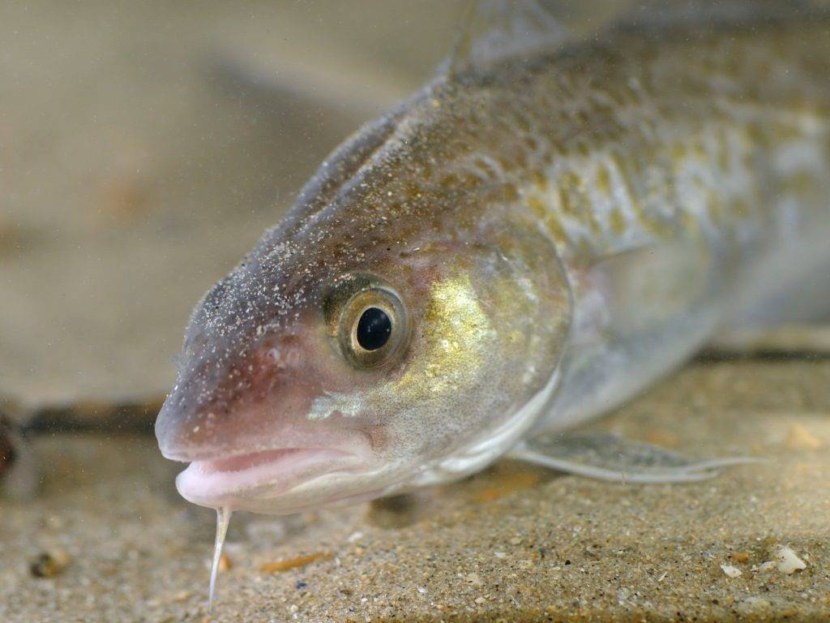Вьюн - образ жизни рыбы, питание, процесс размножения + 71 фото