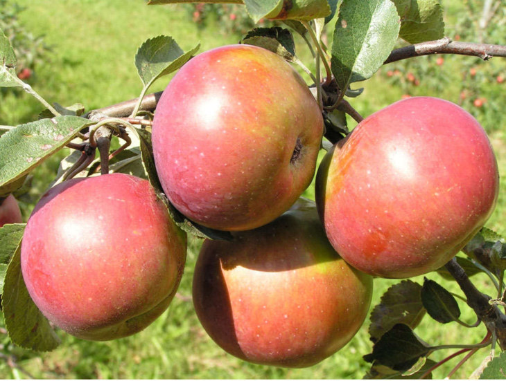 Яблоня: выбор саженца, когда сажать, уход, сбор урожая, сорта и болезни яблони. (120 фото дерева)