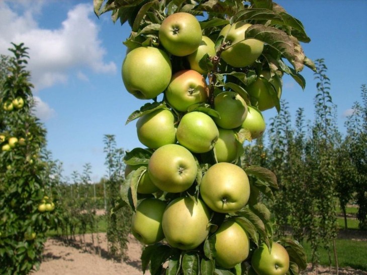 Яблоня: выбор саженца, когда сажать, уход, сбор урожая, сорта и болезни яблони. (120 фото дерева)