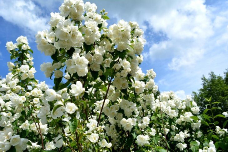 Жасмин - фантастически ароматный и нежный цветок + 93 фото