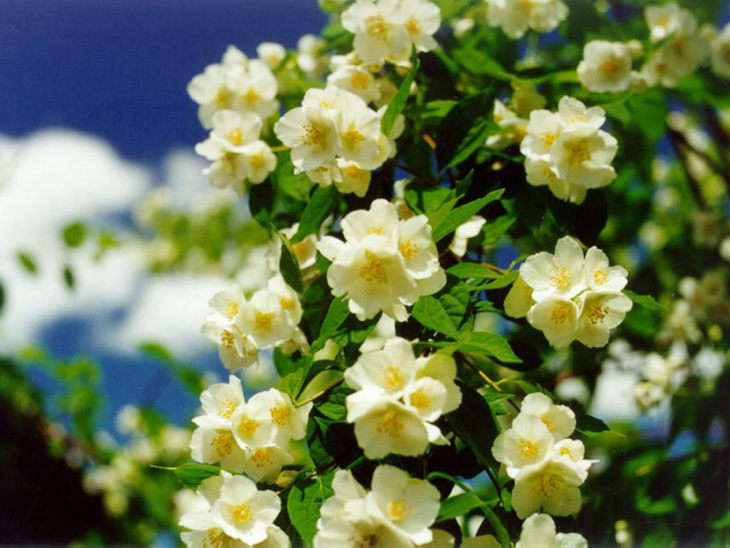 Жасмин - фантастически ароматный и нежный цветок + 93 фото