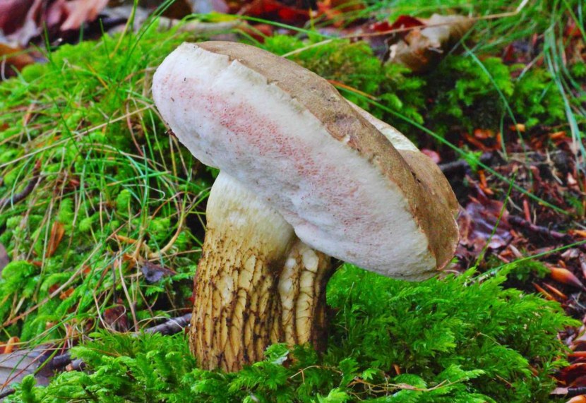 Желчный гриб - описание внешнего вида, сезонность, вкусовые качества + 69 фото