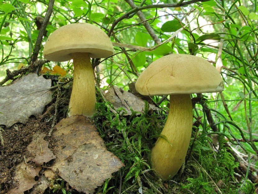 Желчный гриб - описание внешнего вида, сезонность, вкусовые качества + 69 фото