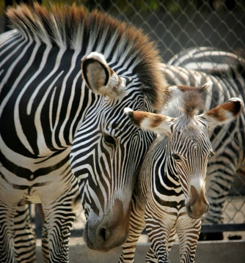 Зебра - места обитания, внешний вид, рацион и поведение, цикл жизни + 94 фото