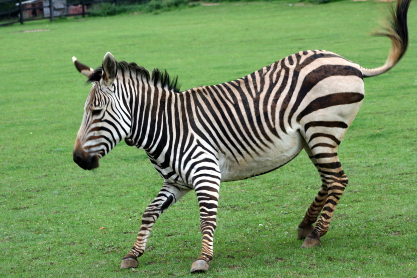 Зебра - места обитания, внешний вид, рацион и поведение, цикл жизни + 94 фото