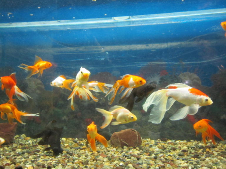 Виды золотых рыбок для аквариума фото и название