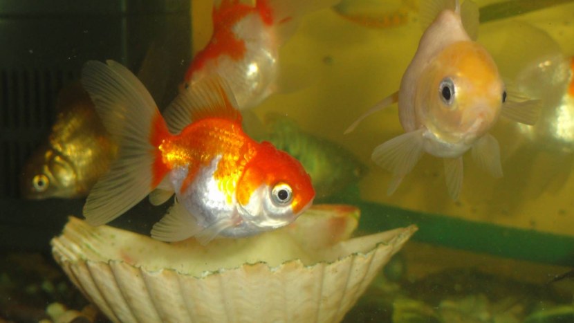 Золотая рыбка - выбор, основные виды, уход, питание + 65 фото