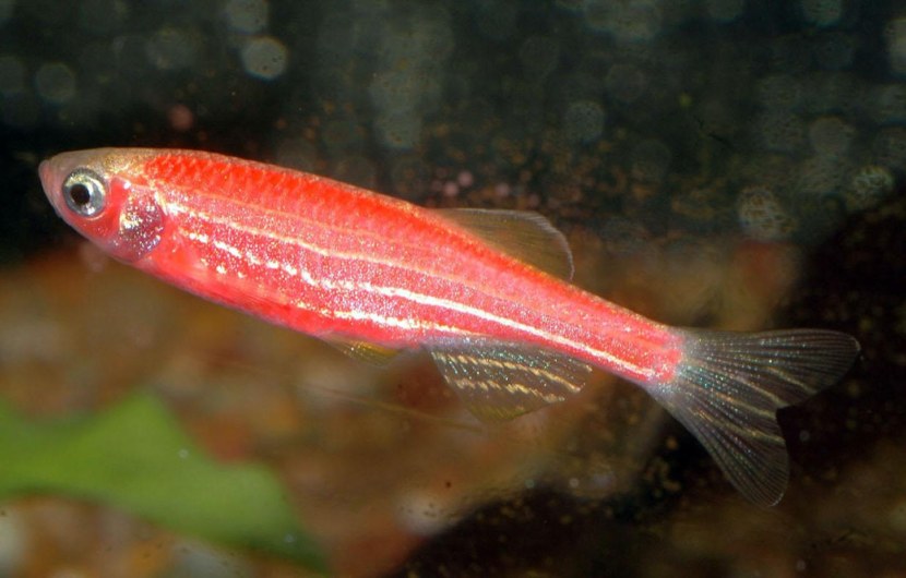 Золотая рыбка - выбор, основные виды, уход, питание + 65 фото