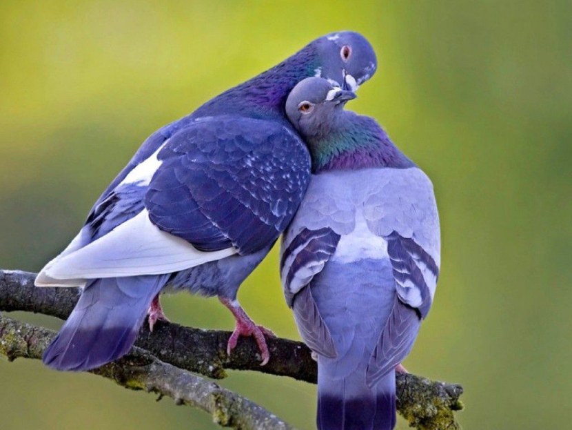 Голубь - виды и различия, особенности, полет, питание и размножение + 88 фото
