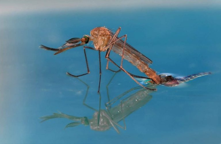 Малярийный комар в крыму фото и описание