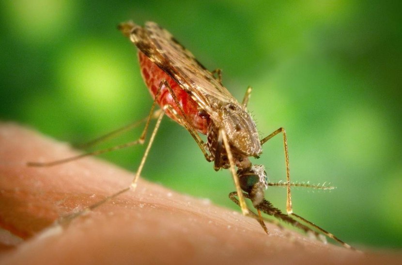 Комар - внешние признаки, отличительные особенности питание, жизненный цикл +102 фото