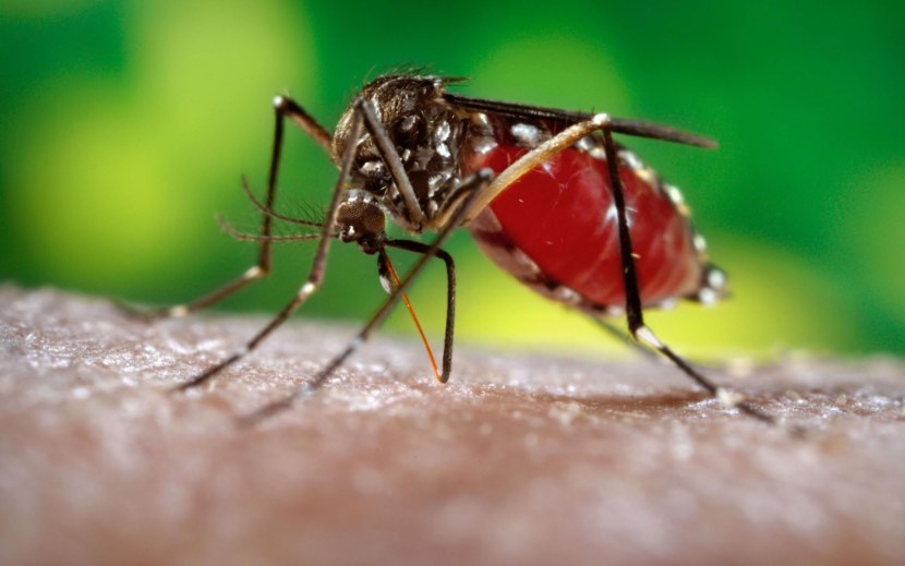 Комар - внешние признаки, отличительные особенности питание, жизненный цикл +102 фото