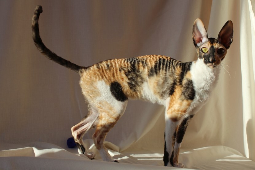 Кошка породы Корниш Рекс (Cornish Rex) - особенности породы, характер, здоровье, питание, цена + 101 фото