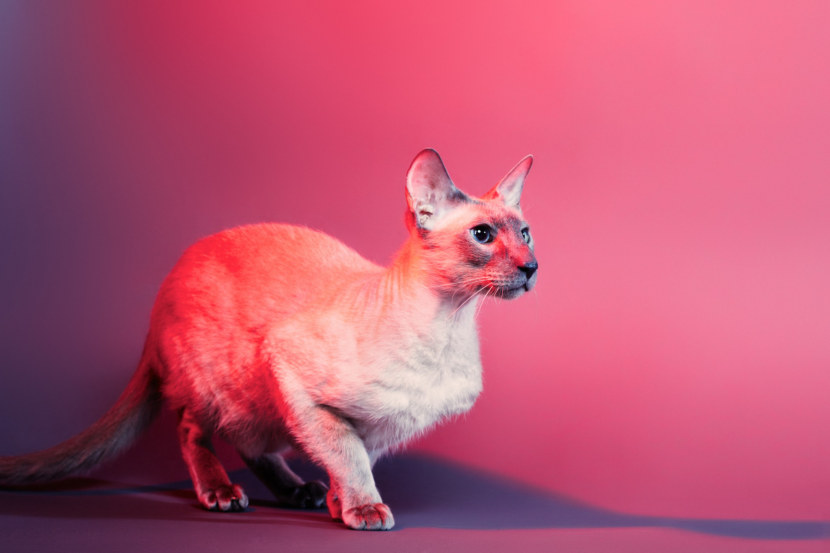 Кошка породы Корниш Рекс (Cornish Rex) - особенности породы, характер, здоровье, питание, цена + 101 фото