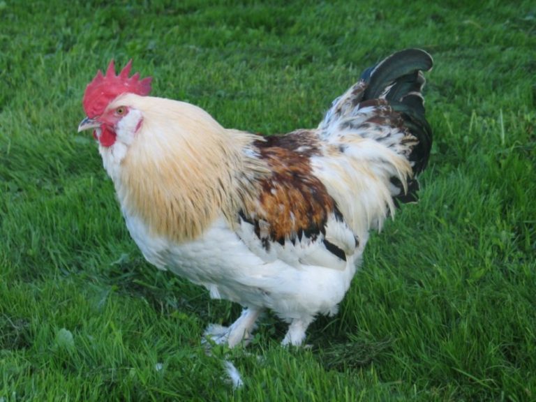 Гризбар курица фото и описание
