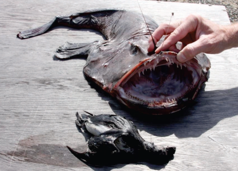 Морской черт: особенности внешности, условия жизни, питание (56 фото + видео)