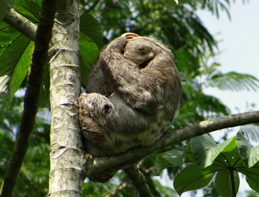 Ленивец - места обитания и особенности, рацион, размножение и жизненный цикл + 75 фото