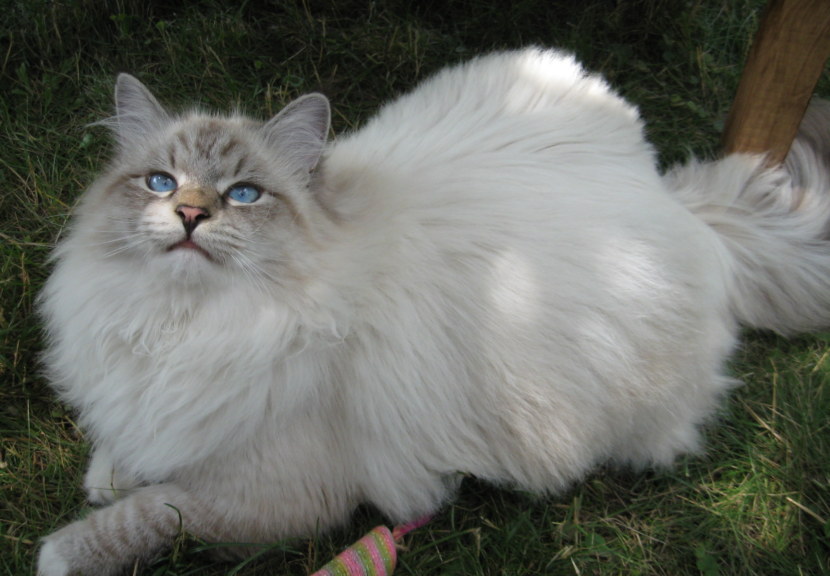 Сибирский Кот Серый Фото
