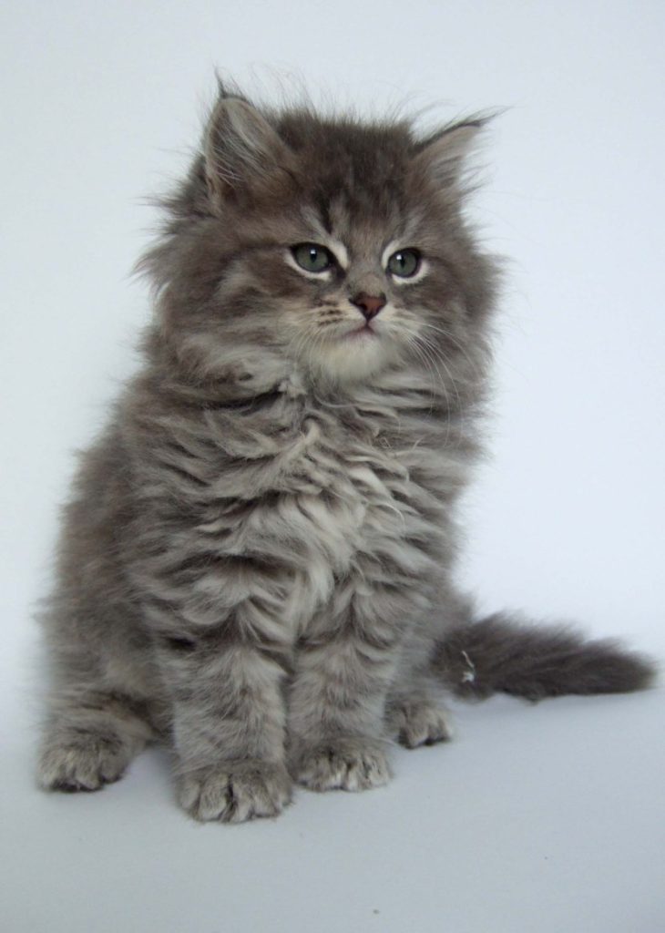 Сибирская Кошка Котята Фото