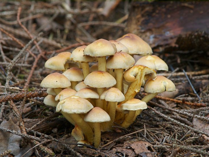ядовитые грибы ложный опенок