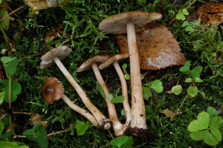 ядовитые грибы волоконница Патуйяра