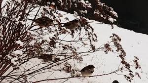 Зимние птицы Воробьи