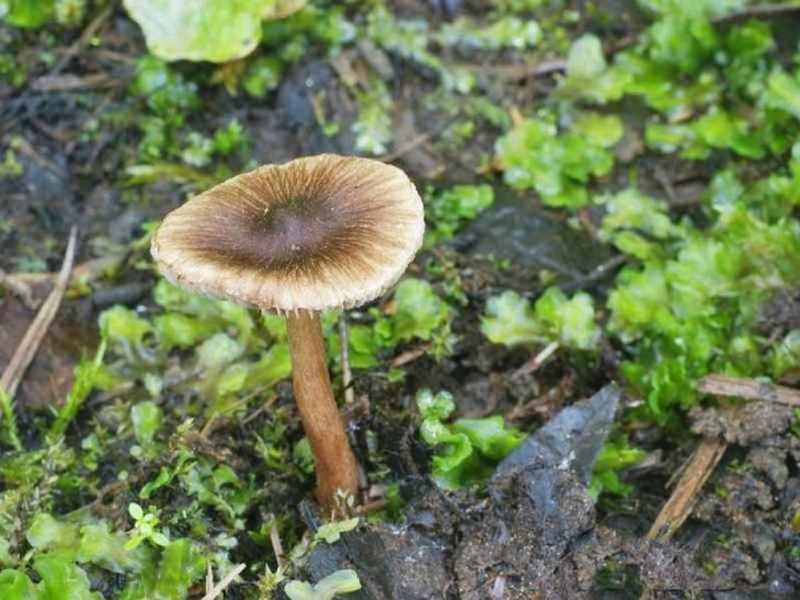 ядовитые грибы волоконница Патуйяра