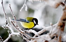 Зимние птицы Синица