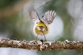 Зимние птицы Корольки желтоголовые