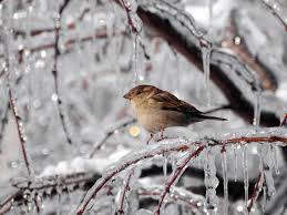 Зимние птицы Воробьи