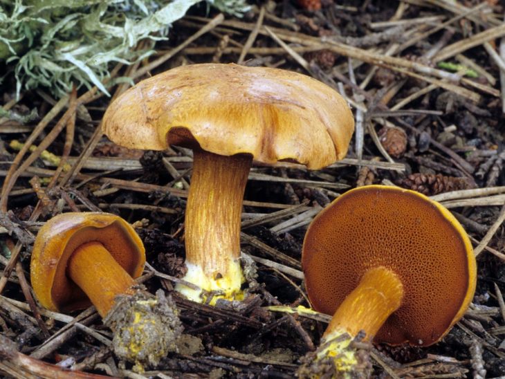 ядовитые грибы перечный